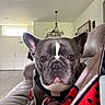 dog, french_bulldog, pet, indoor, couch, blanket, living_room, curious, close_up, face, ears, brown_eyes, fur, collar, harness, home, furniture, wall_art, light_fixture, door