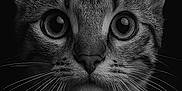 Lilo Et Stitch participe au concours pour gagner de l'argent avec cette photo : animal, black_and_white, black_background, cat, close_up, cute, domestic_animal, ears, eyes, face, feline, fur, mammal, monochrome, no_humans, pet, portrait, sharp_detail, tabby, whiskers