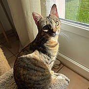 Lilo Et Stitch a rejoint le concours — aidez-le/la à gagner de superbes lots ! carpeted_cat_tree, cat, cozy, curious, curtain, domestic_animal, ears, feline, greenery_outside, home, indoor, looking_at_camera, pet, striped_fur, sunlight, tabby_cat, tail, tile_floor, whiskers, window