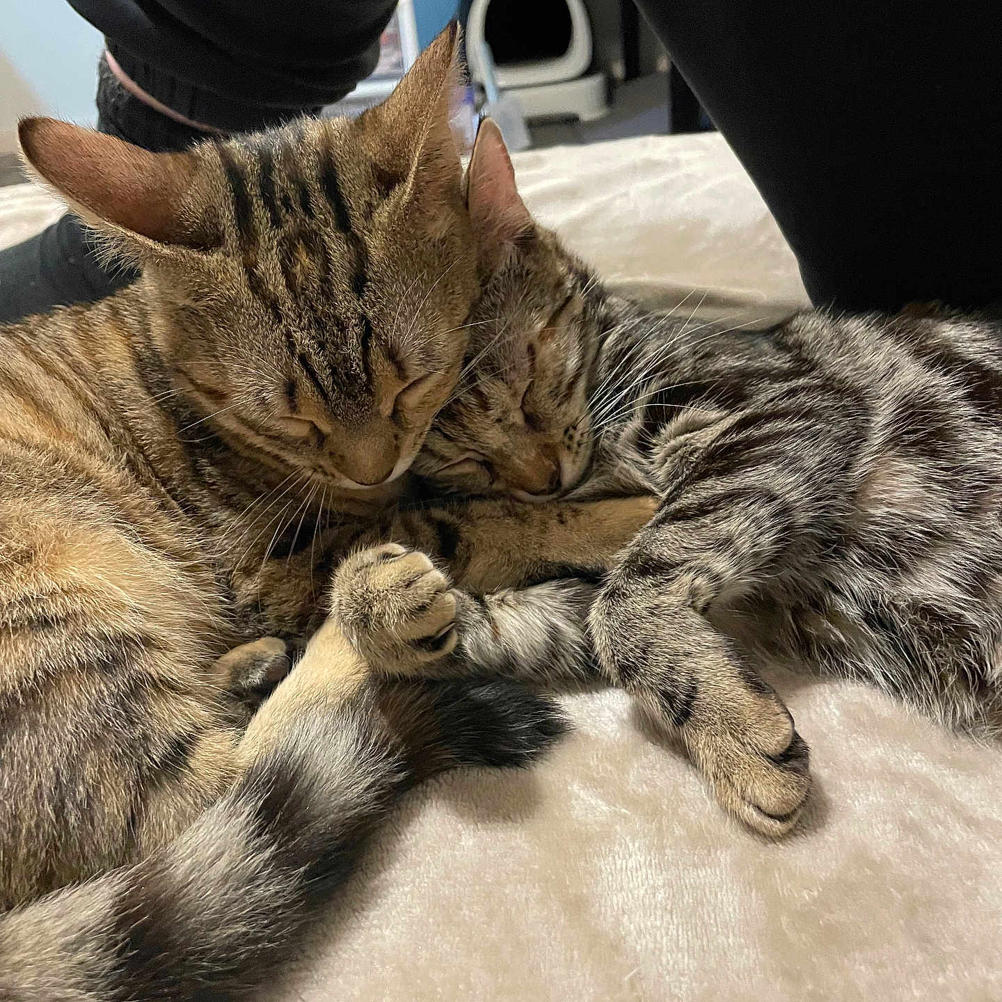 Lilo Et Stitch a rejoint le concours — aidez-le/la à gagner de superbes lots ! adorable, animal, bedroom, cat, closeup, companions, cozy, cuddle, cute, feline, friendship, fur, indoor, paws, pets, resting, sleeping, soft, tabby, whiskers