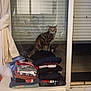 Lilo Et Stitch a rejoint le concours — aidez-le/la à gagner de superbes lots ! cat, folded_clothes, pile, window, curtain, indoor, lamp, black_cat, tabby_cat, pet, animal, domestic, floor, mat, relaxed, home, furniture, quiet, resting, cozy