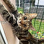 Lilo Et Stitch a rejoint le concours — aidez-le/la à gagner de superbes lots ! animal, cat, climbing, closeup, curious, eyes, fence, fur, garden, greenery, nature, netting, outdoor, pet, playful, stretching, tabby, wall, whiskers, young