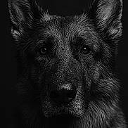 Matt participe au concours pour gagner de l'argent avec cette photo : animal, black_and_white, canine, close_up, dark_background, dog, ears, eyes, face, fur, german_shepherd, head, intense_gaze, majestic, monochrome, pet, portrait, snout, water_droplets, wet_fur