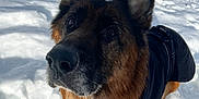 Matt participe au concours pour gagner de l'argent avec cette photo : animal, canine, clothing, coat, dog, germanshepherd, nature, outdoors, pet, policedog, puppy, snout, snow, winter
