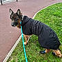 Matt a rejoint le concours — aidez-le/la à gagner de superbes lots ! accessories, animal, canine, clothing, coat, dog, germanshepherd, grass, leash, path, person, pet, plant, policedog, puppy, road, sidewalk, strap, tarmac, walkingdog
