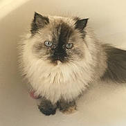 Lisa Cunningham is registered to the contest to win money with this photo: cat, fluffy, blue_eyes, pet, animal, fur, domestic_cat, sitting, indoor, cute, feline, long_hair, whiskers, tail, calm, portrait, close-up, looking_up, soft, neutral_background