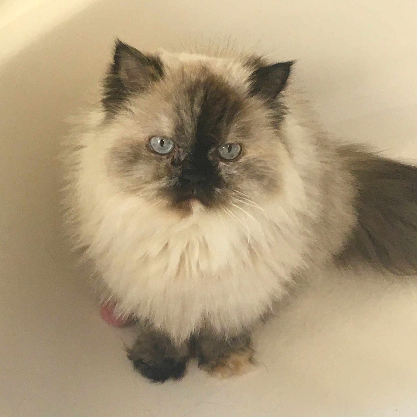 Lisa Cunningham is registered to the contest to win money with this photo: animal, blue_eyes, calm, cat, close-up, cute, domestic_cat, feline, fluffy, fur, indoor, long_hair, looking_up, neutral_background, pet, portrait, sitting, soft, tail, whiskers