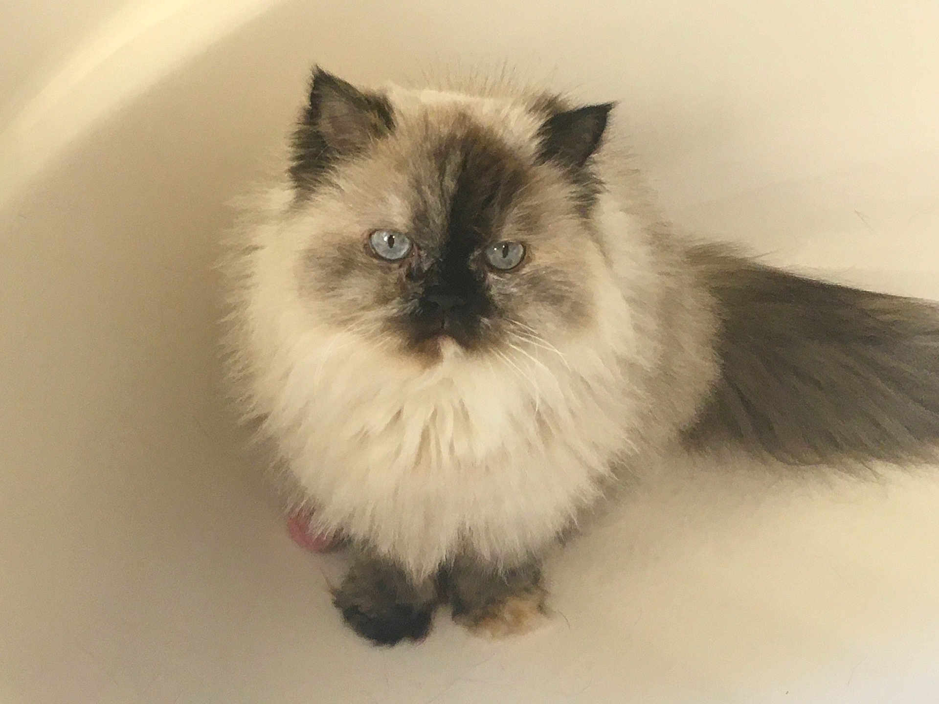 Lisa Cunningham is registered to the contest to win money with this photo: cat, fluffy, blue_eyes, pet, animal, fur, domestic_cat, sitting, indoor, cute, feline, long_hair, whiskers, tail, calm, portrait, close-up, looking_up, soft, neutral_background