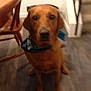 dog, brown_dog, bandana, indoor, wooden_chair, flooring, staircase, pet, animal, blur, out_of_focus, sitting, canine, domestic_animal, home, fur, ears, eyes, snout, companion