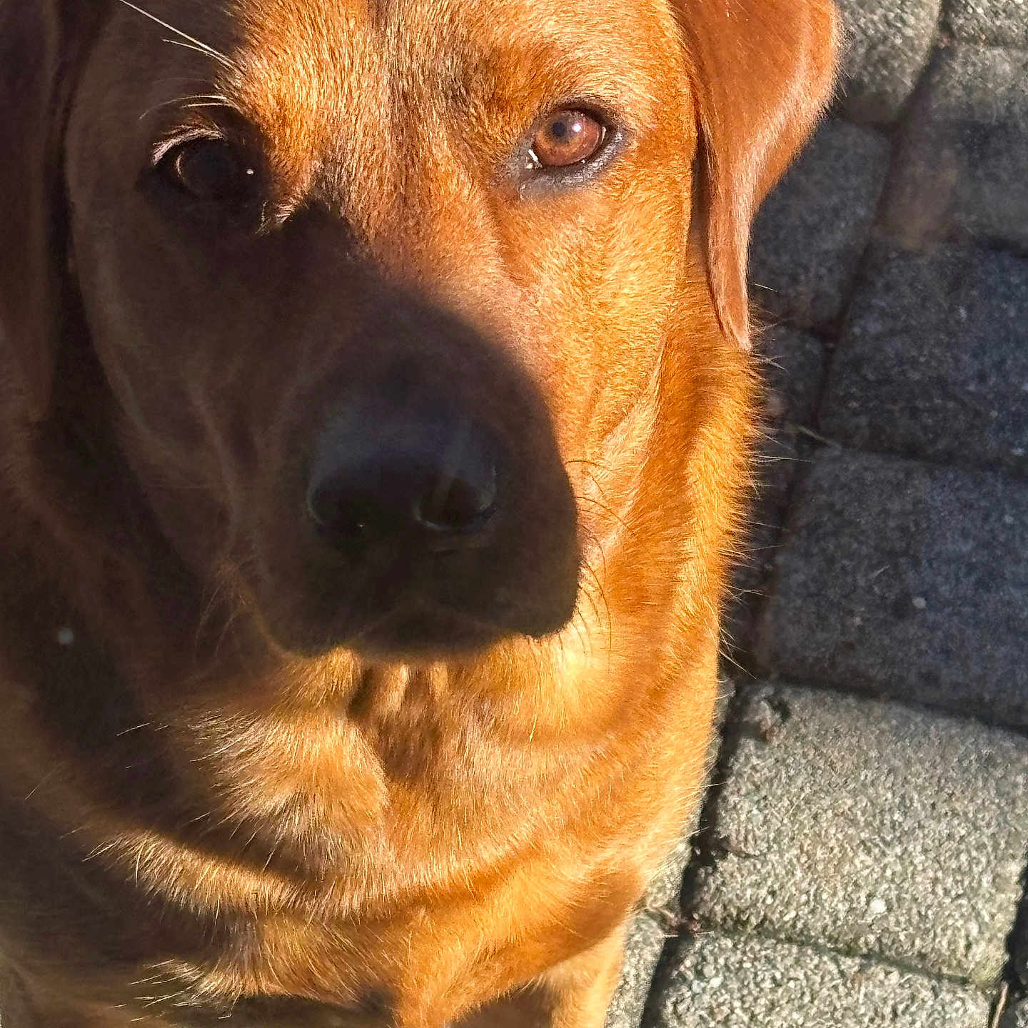 Mia joined the competition — help win amazing prizes! animal, brown_eyes, canine, close_up, daylight, dog, ears, face, fur, golden_brown, looking, nature, outdoor, pavement, pet, portrait, shadow, stone, sunlight, texture