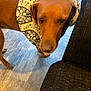 dog, brown_dog, inflatable_collar, patterned_collar, floor, wooden_floor, chair, black_chair, indoor, pet, animal, close_up, looking_up, furniture, domestic, canine, companion, curious, standing, blurred_face