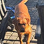 dog, animal, outdoor, pavement, sunlight, shadow, walking, brown_dog, pet, curious, canine, front_paw, ear, tail, street_furniture, chair, black_chair, daylight, texture, sidewalk