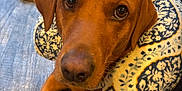 Mia joined the competition — help win amazing prizes! dog, brown_dog, pet, floor, wooden_floor, indoor, neck_pillow, patterned_pillow, close_up, looking_at_camera, ears, nose, animal, domestic_animal, laying_down, window, glass_door, background, flooring, cozy
