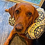 dog, brown_dog, pet, floor, wooden_floor, indoor, neck_pillow, patterned_pillow, close_up, looking_at_camera, ears, nose, animal, domestic_animal, laying_down, window, glass_door, background, flooring, cozy