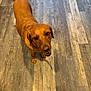dog, brown, pet, animal, floor, wooden_floor, indoor, toy, ball, playful, looking_up, canine, fur, ears, tail, mouth_open, companion, friendly, domestic_animal, house