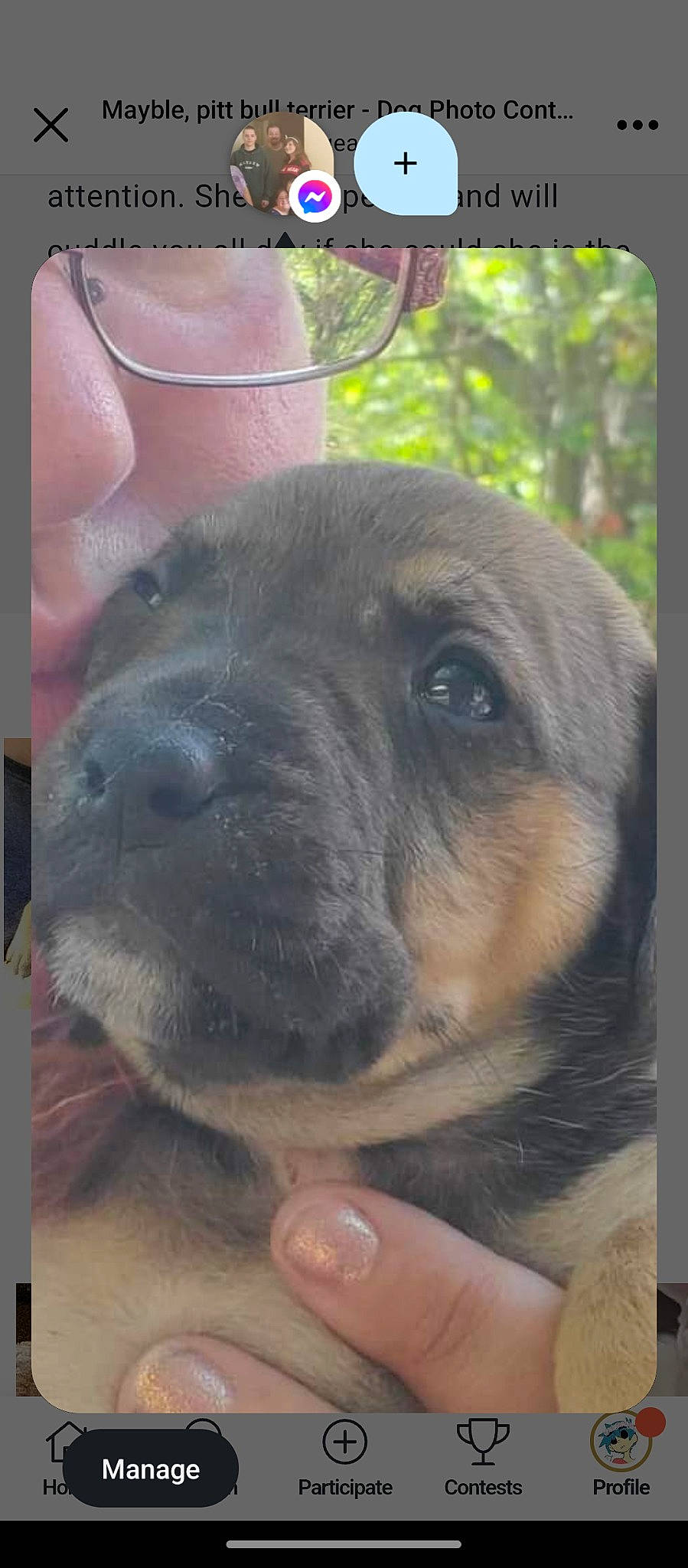 Mayble joined the competition — help win amazing prizes! canidae, carnivore, companion_dog, dog, dog_breed, eyewear, fawn, fur, guard_dog, hat, liver, puppy, snout, sporting_group, terrestrial_animal, tree, whiskers, working_animal, working_dog