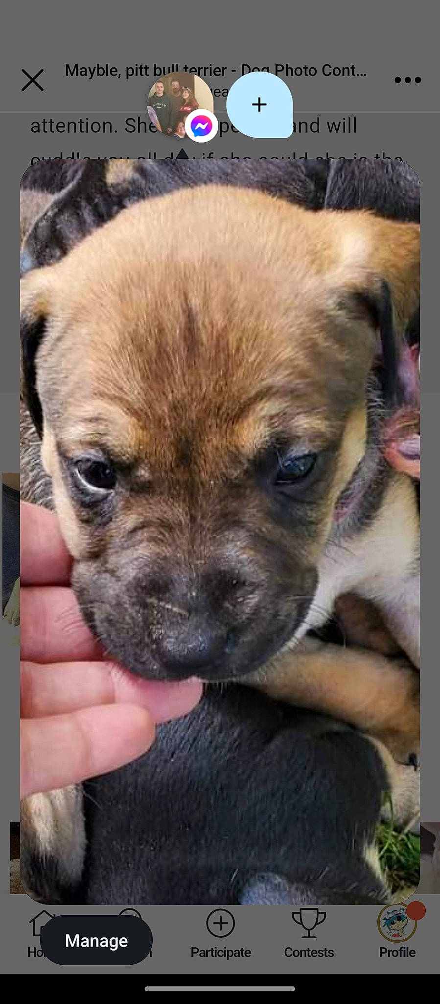 Mayble joined the competition — help win amazing prizes! ancient_dog_breeds, canidae, carnivore, companion_dog, dog, dog_breed, ear, fawn, fur, guard_dog, non_sporting_group, puppy, puppy_love, snout, sporting_group, terrestrial_animal, toy_dog, whiskers, working_animal, wrinkle