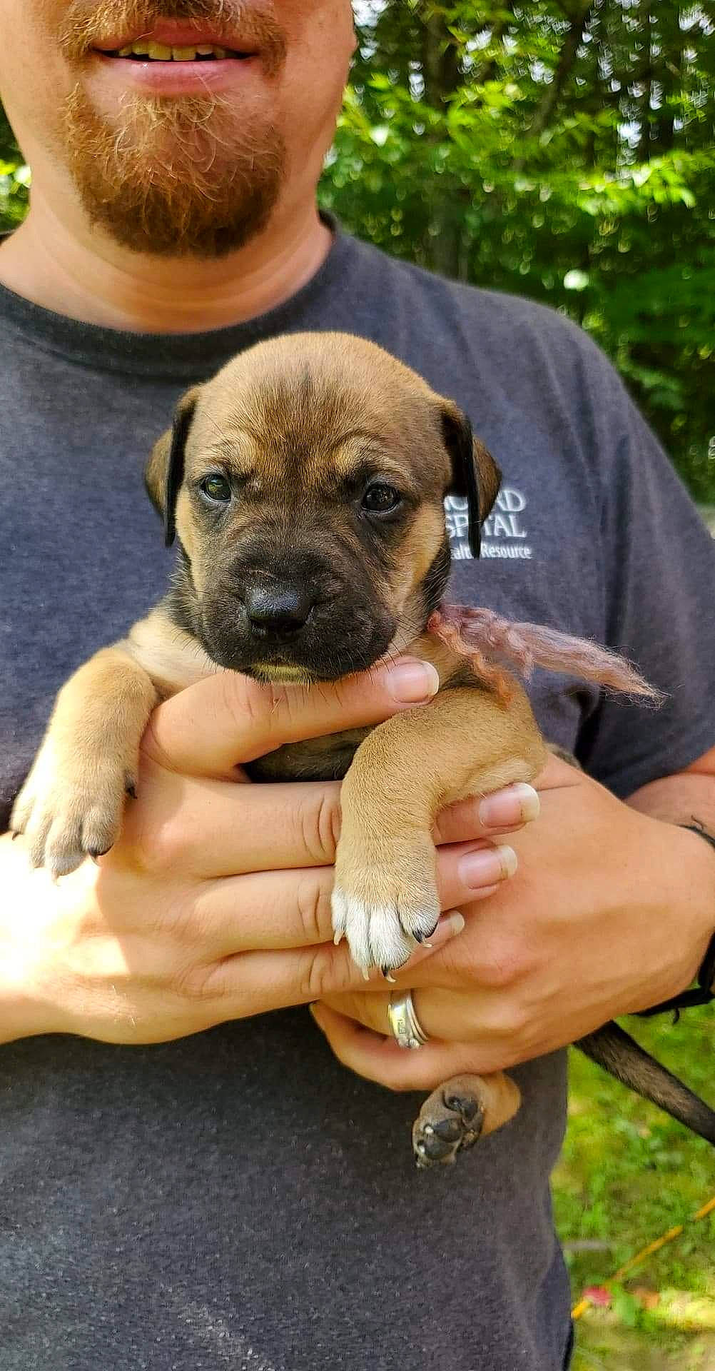 Mayble joined the competition — help win amazing prizes! canidae, carnivore, companion_dog, dog, dog_breed, fawn, fur, hand, nail, paw, plant, sporting_group, sunglasses, t_shirt, terrestrial_animal, toy_dog, wildlife, working_animal, working_dog