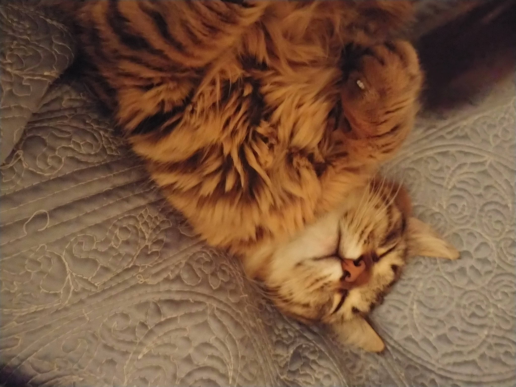 Chica joined the competition — help win amazing prizes! brown, carnivore, cat, claw, close_up, comfort, fawn, felidae, flooring, fur, nap, natural_material, paw, sleep, small_to_medium_sized_cats, snout, tail, terrestrial_animal, whiskers, wood