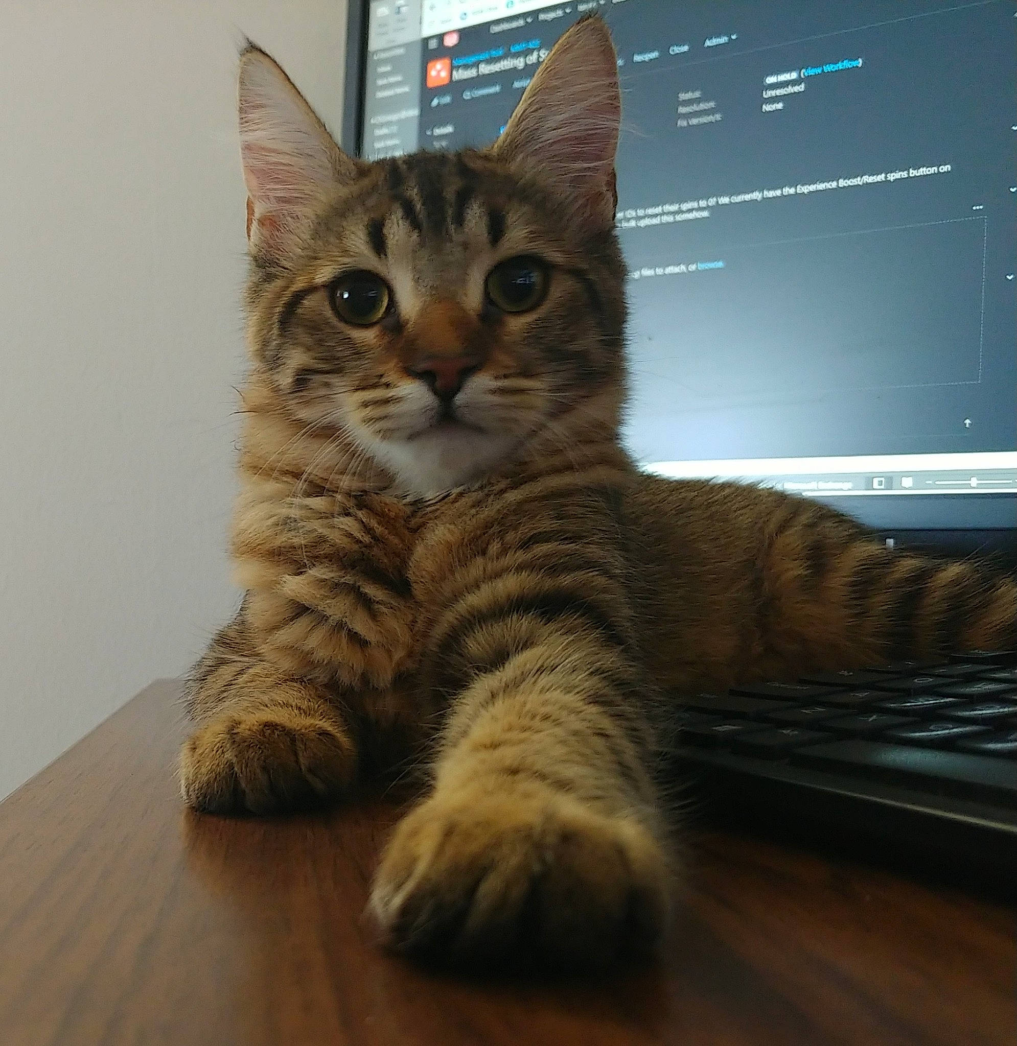 Chica is registered to the contest to win money with this photo: carnivore, cat, comfort, computer, computer_keyboard, computer_monitor, domestic_short_haired_cat, felidae, flooring, fur, hardwood, paw, peripheral, personal_computer, small_to_medium_sized_cats, snout, tail, whiskers, window, wood