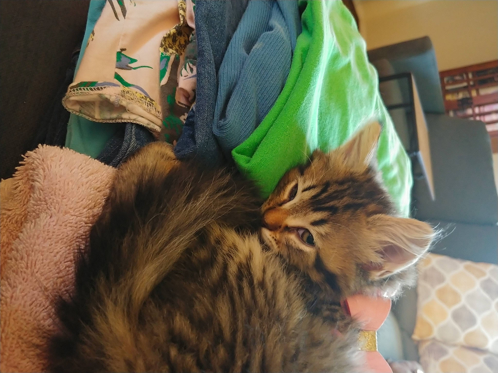 Chica joined the competition — help win amazing prizes! bookcase, carnivore, cat, comfort, domestic_short_haired_cat, ear, fawn, felidae, fur, hat, human_leg, mammal, nap, paw, shelf, small_to_medium_sized_cats, snout, tail, textile, whiskers