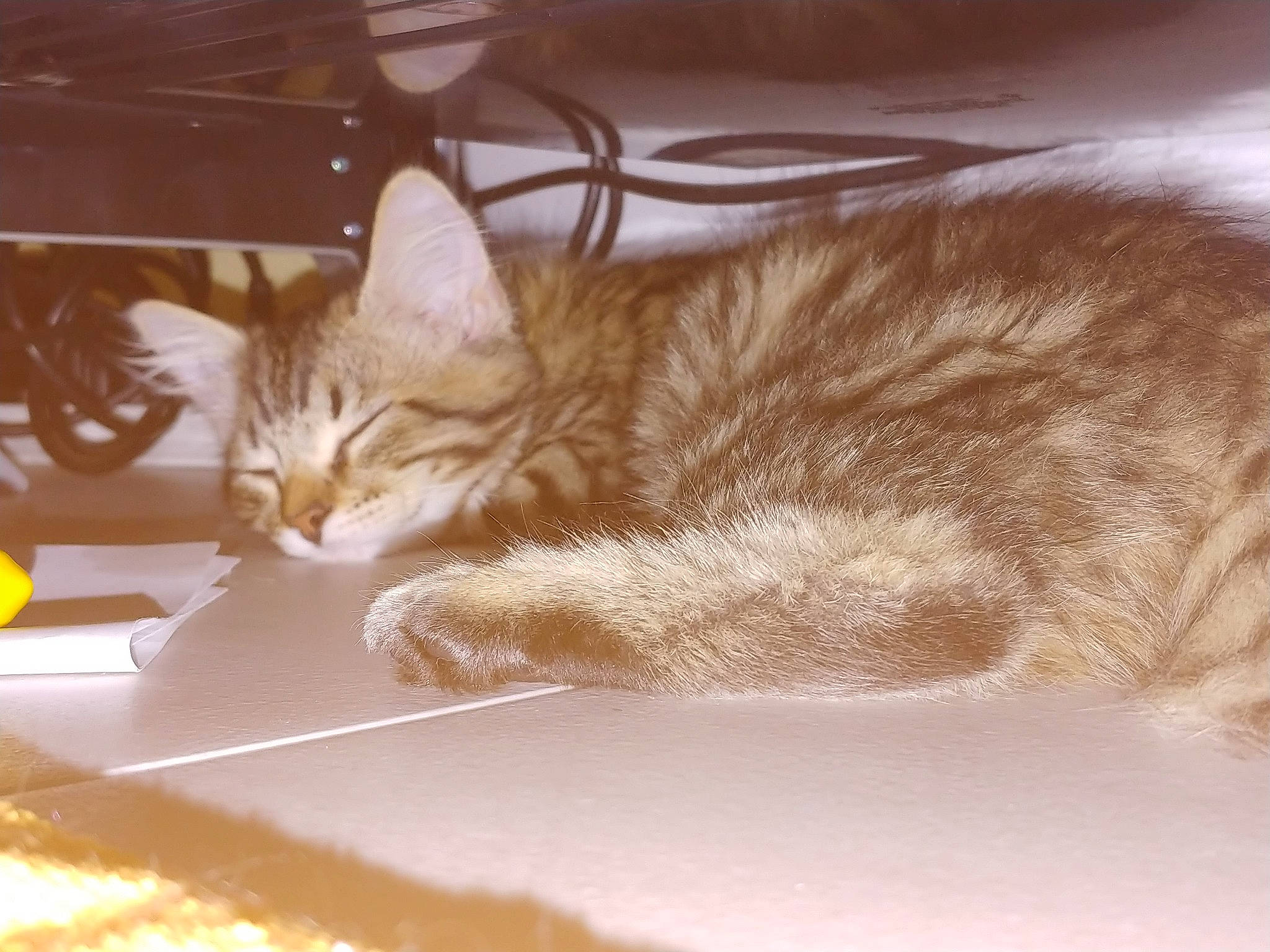 Chica is registered to the contest to win money with this photo: automotive_lighting, carnivore, cat, claw, comfort, domestic_short_haired_cat, fawn, felidae, fur, paw, small_to_medium_sized_cats, snout, tail, tints_and_shades, tire, wheel, whiskers, window, windshield, wood