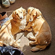 Cooper And Vincent joined the competition — help win amazing prizes! animal, brown, carpet, companionship, cozy, curled_up, cute, dog, floor, golden_fur, helmet, indoor, paws, pet, relaxing, resting, shoes, sunlight, two_dogs, warm_light
