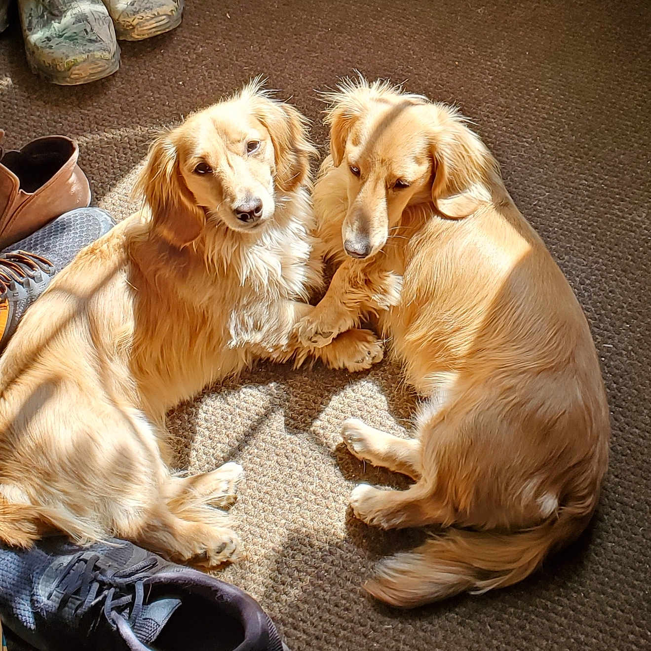 Cooper And Vincent joined the competition — help win amazing prizes! animal, brown, carpet, companionship, cozy, curled_up, cute, dog, floor, golden_fur, helmet, indoor, paws, pet, relaxing, resting, shoes, sunlight, two_dogs, warm_light