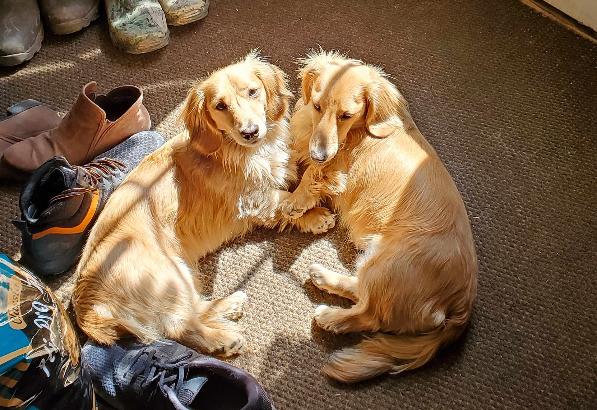 Cooper And Vincent joined the competition — help win amazing prizes! animal, brown, carpet, companionship, cozy, curled_up, cute, dog, floor, golden_fur, helmet, indoor, paws, pet, relaxing, resting, shoes, sunlight, two_dogs, warm_light