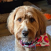 Bailey joined the competition — help win amazing prizes! dog, pet, fluffy, bandana, flower_pattern, brown_fur, indoor, rug, toy, stuffed_animal, closeup, portrait, looking_at_camera, cute, domestic_animal, animal, collar, home, floor, fur