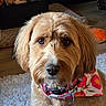 dog, pet, fluffy, bandana, flower_pattern, brown_fur, indoor, rug, toy, stuffed_animal, closeup, portrait, looking_at_camera, cute, domestic_animal, animal, collar, home, floor, fur