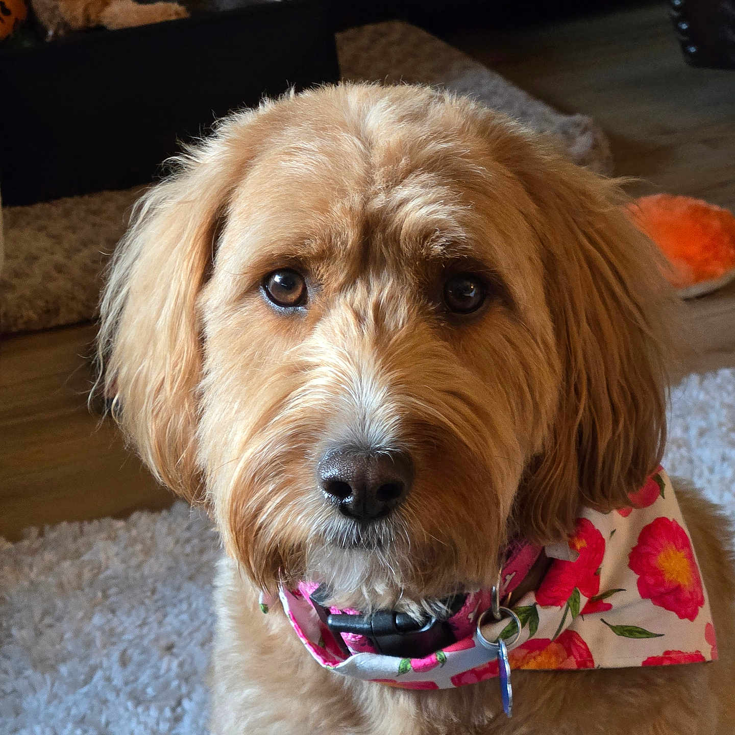 Bailey joined the competition — help win amazing prizes! dog, pet, fluffy, bandana, flower_pattern, brown_fur, indoor, rug, toy, stuffed_animal, closeup, portrait, looking_at_camera, cute, domestic_animal, animal, collar, home, floor, fur