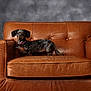 dog, dachshund, leather_chair, brown, pet, animal, indoor, portrait, furniture, canine, cute, alert, standing, collar, studio, background, domestic, ears, fur, floor