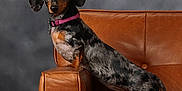 Baby Moon Mcbrayer joined the competition — help win amazing prizes! dog, dachshund, pet, leather_chair, brown, purple_collar, indoor, portrait, curious, animal, furniture, seated, side_view, short_legs, long_body, ears, fur, studio, background, domestic_animal