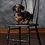 dog, dachshund, pet, animal, chair, wooden_chair, indoor, portrait, brown_floor, black_fur, pink_collar, sitting, looking, studio_lighting, background, flooring, furniture, domestic_animal, cute, small_dog