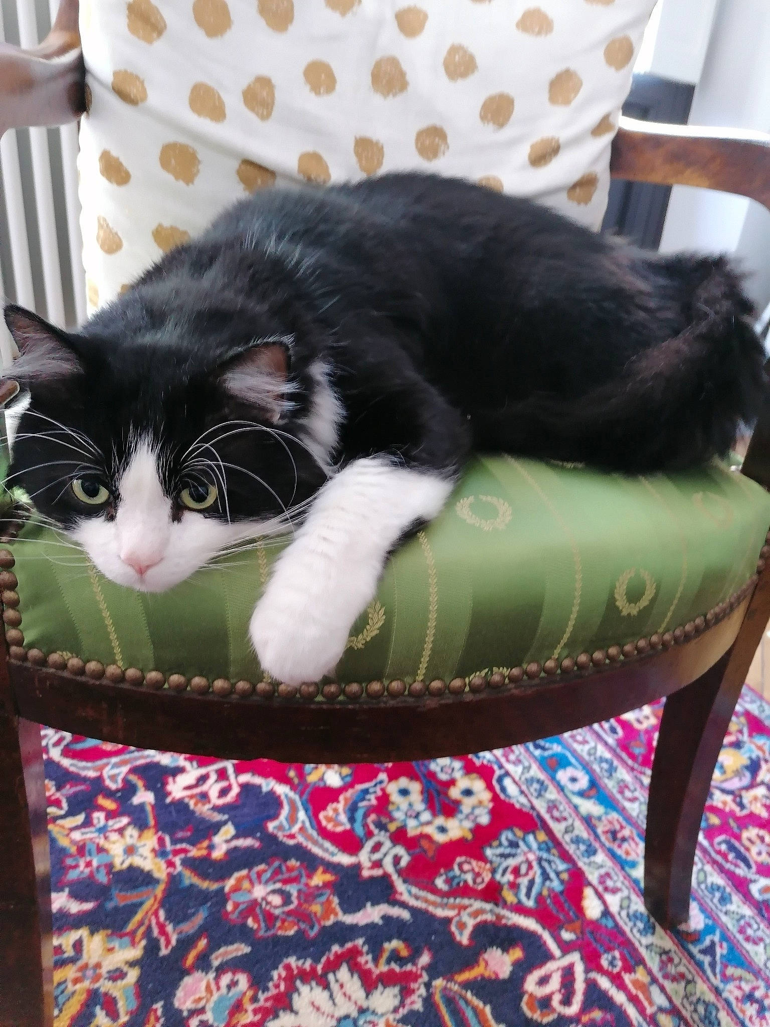 Jazzy a rejoint le concours — aidez-le/la à gagner de superbes lots ! bag, bedding, black_cat, carnivore, cat, cat_supply, claw, comfort, couch, domestic_short_haired_cat, felidae, flooring, fur, linens, pattern, pet_supply, sitting, small_to_medium_sized_cats, tail, whiskers