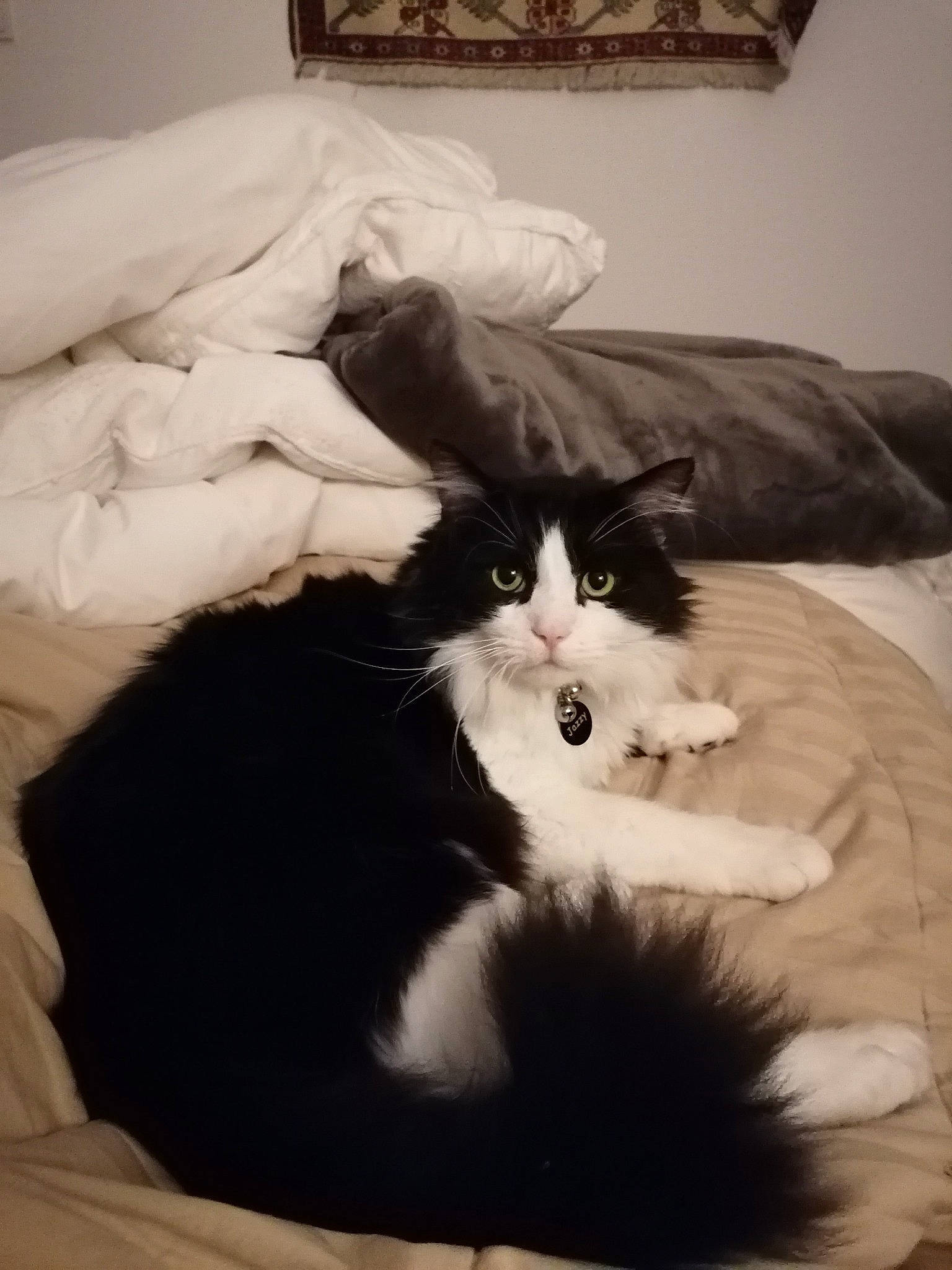 Jazzy a rejoint le concours — aidez-le/la à gagner de superbes lots ! bed, bedding, carnivore, cat, cat_bed, comfort, companion_dog, eye, felidae, fur, grey, hardwood, linens, mammal, room, small_to_medium_sized_cats, tail, textile, vertebrate, whiskers