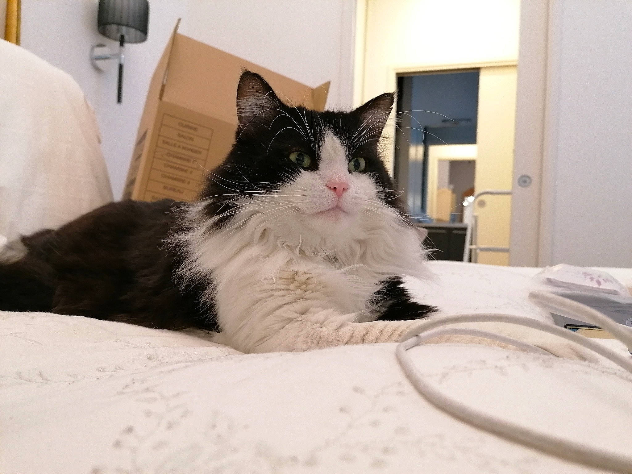 Jazzy participe au concours pour gagner de l'argent avec cette photo : bed, bed_sheet, bedding, carnivore, cat, claw, comfort, domestic_short_haired_cat, felidae, fur, kitchen_utensil, linens, paw, room, sitting, small_to_medium_sized_cats, snout, tail, whiskers, window