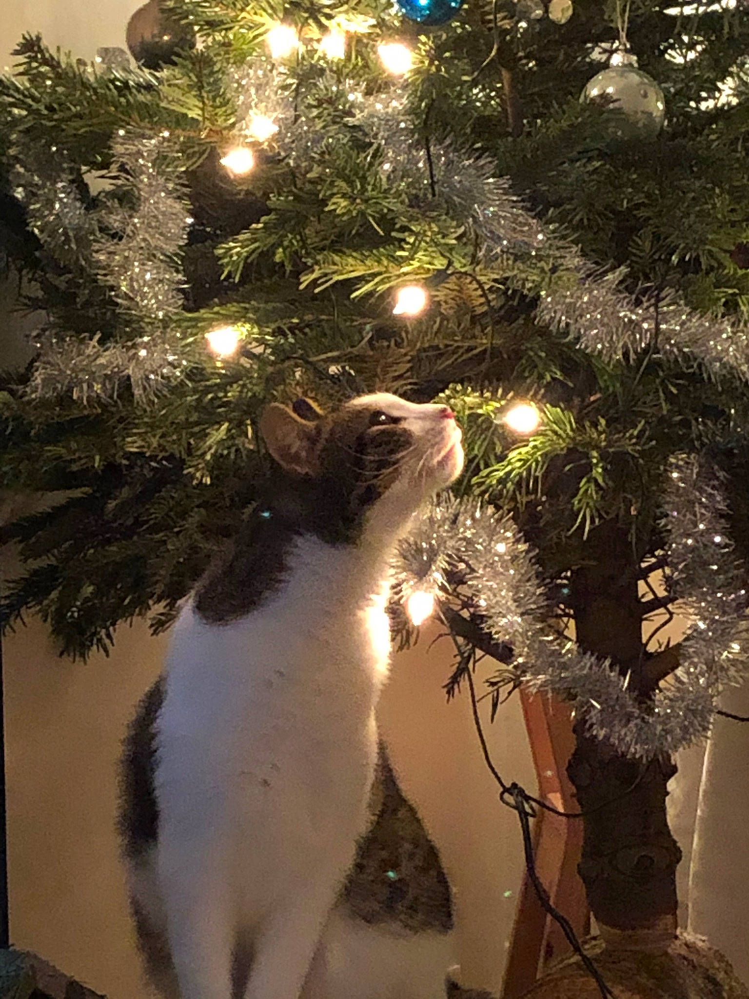 Yoshi participe au concours pour gagner de l'argent avec cette photo : branch, canidae, carnivore, cat, christmas, christmas_decoration, christmas_lights, christmas_ornament, christmas_tree, conifer, fir, fur, holiday, pine_family, plant, tail, tree, whiskers
