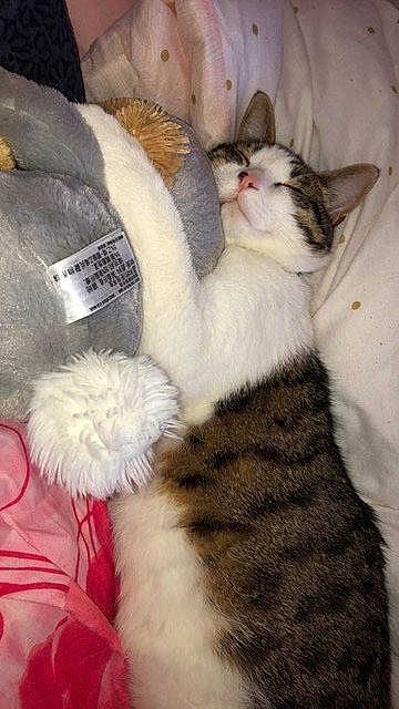 Yoshi participe au concours pour gagner de l'argent avec cette photo : aegean_cat, american_wirehair, asian, carnivore, cat, claw, domestic_short_haired_cat, european_shorthair, felidae, fur, kitten, mammal, norwegian_forest_cat, paw, polydactyl_cat, small_to_medium_sized_cats, tail, turkish_van, whiskers