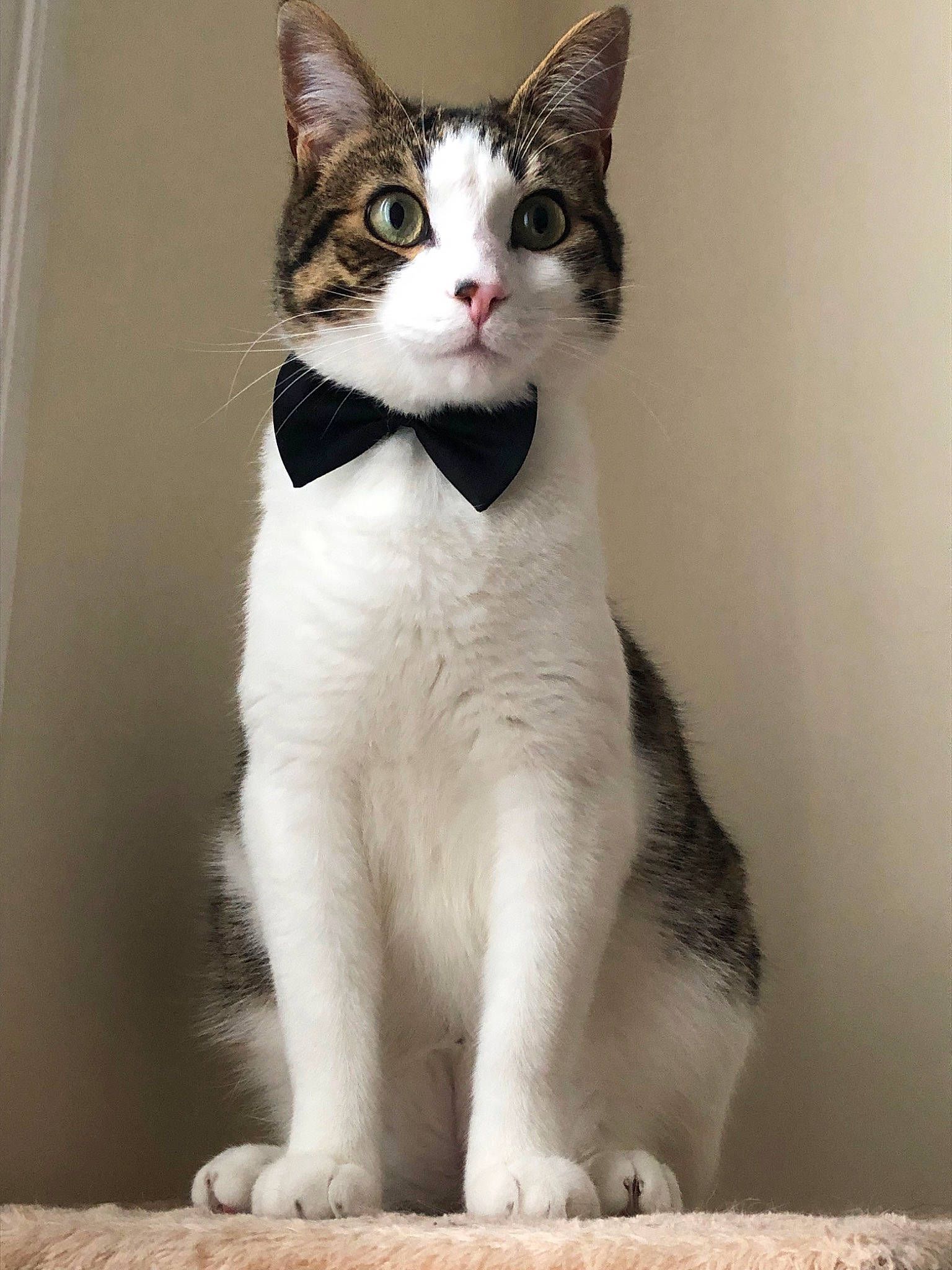 Yoshi participe au concours pour gagner de l'argent avec cette photo : aegean_cat, american_wirehair, asian, carnivore, cat, domestic_short_haired_cat, european_shorthair, eye, felidae, japanese_bobtail, kitten, mammal, paw, polydactyl_cat, small_to_medium_sized_cats, tail, vertebrate, whiskers