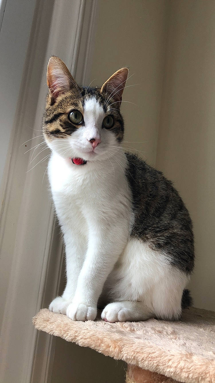 Yoshi a rejoint le concours — aidez-le/la à gagner de superbes lots ! aegean_cat, american_wirehair, asian, carnivore, cat, domestic_short_haired_cat, european_shorthair, felidae, japanese_bobtail, kitten, mammal, polydactyl_cat, small_to_medium_sized_cats, snout, tail, vertebrate, whiskers