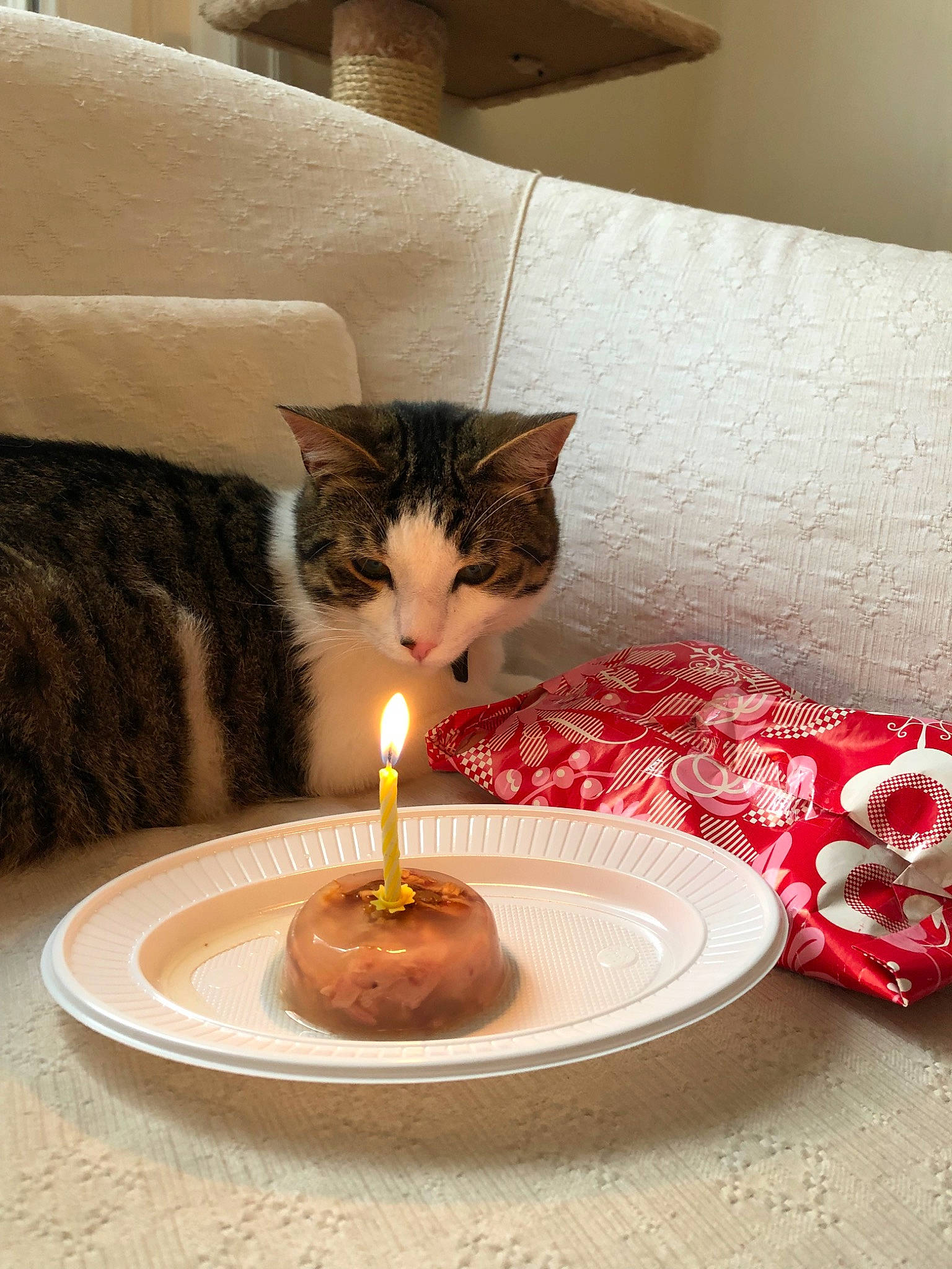Yoshi participe au concours pour gagner de l'argent avec cette photo : candle, carnivore, cat, domestic_short_haired_cat, felidae, food, fur, interior_design, kitten, serveware, small_to_medium_sized_cats, table, tableware, textile, whiskers
