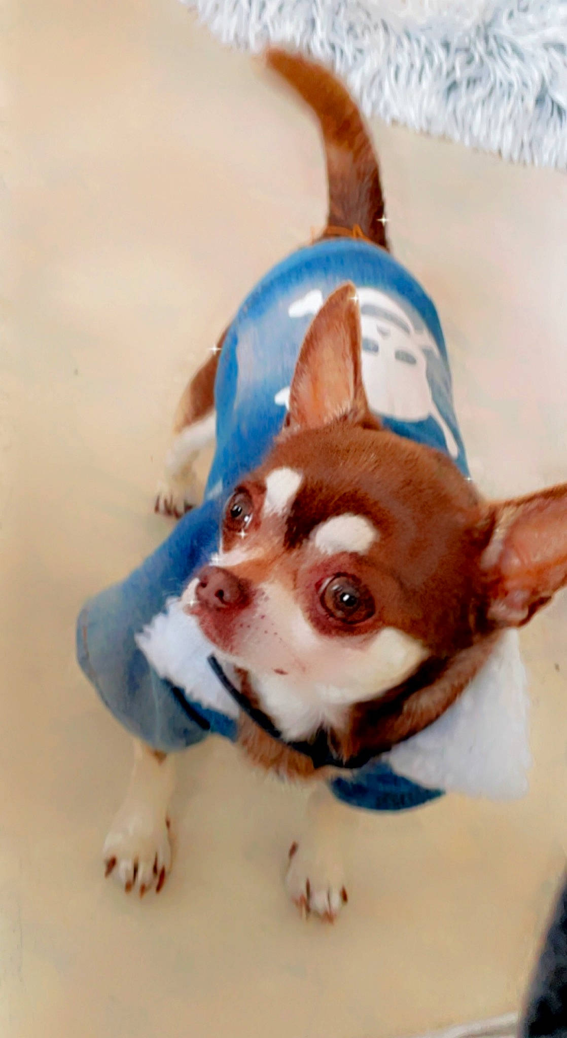 Jack participe au concours pour gagner de l'argent avec cette photo : ancient_dog_breeds, canidae, carnivore, chihuahua, companion_dog, dog, dog_breed, dog_clothes, dog_supply, ear, electric_blue, fawn, fur, snout, sporting_group, terrestrial_animal, terrier, toy_dog, whiskers, working_animal