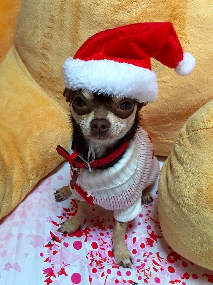 Jack participe au concours pour gagner de l'argent avec cette photo : canidae, carnivore, companion_dog, costume_hat, dog, dog_breed, dog_clothes, dog_supply, fawn, fur, holiday_ornament, outerwear, party_hat, pet_supply, santa_claus, snout, textile, toy, toy_dog, working_animal