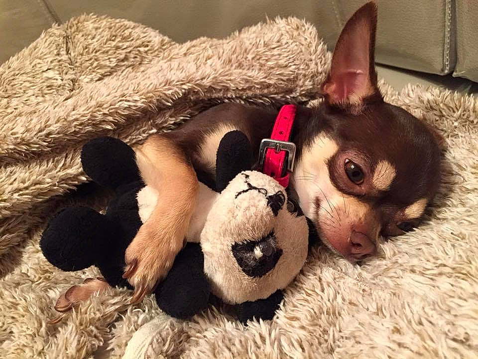 Jack participe au concours pour gagner de l'argent avec cette photo : carnivore, chihuahua, comfort, companion_dog, dog, dog_breed, dog_supply, fawn, fur, liver, mammal, paw, snout, stuffed_toy, terrestrial_animal, toy, toy_dog, vertebrate, whiskers, working_animal
