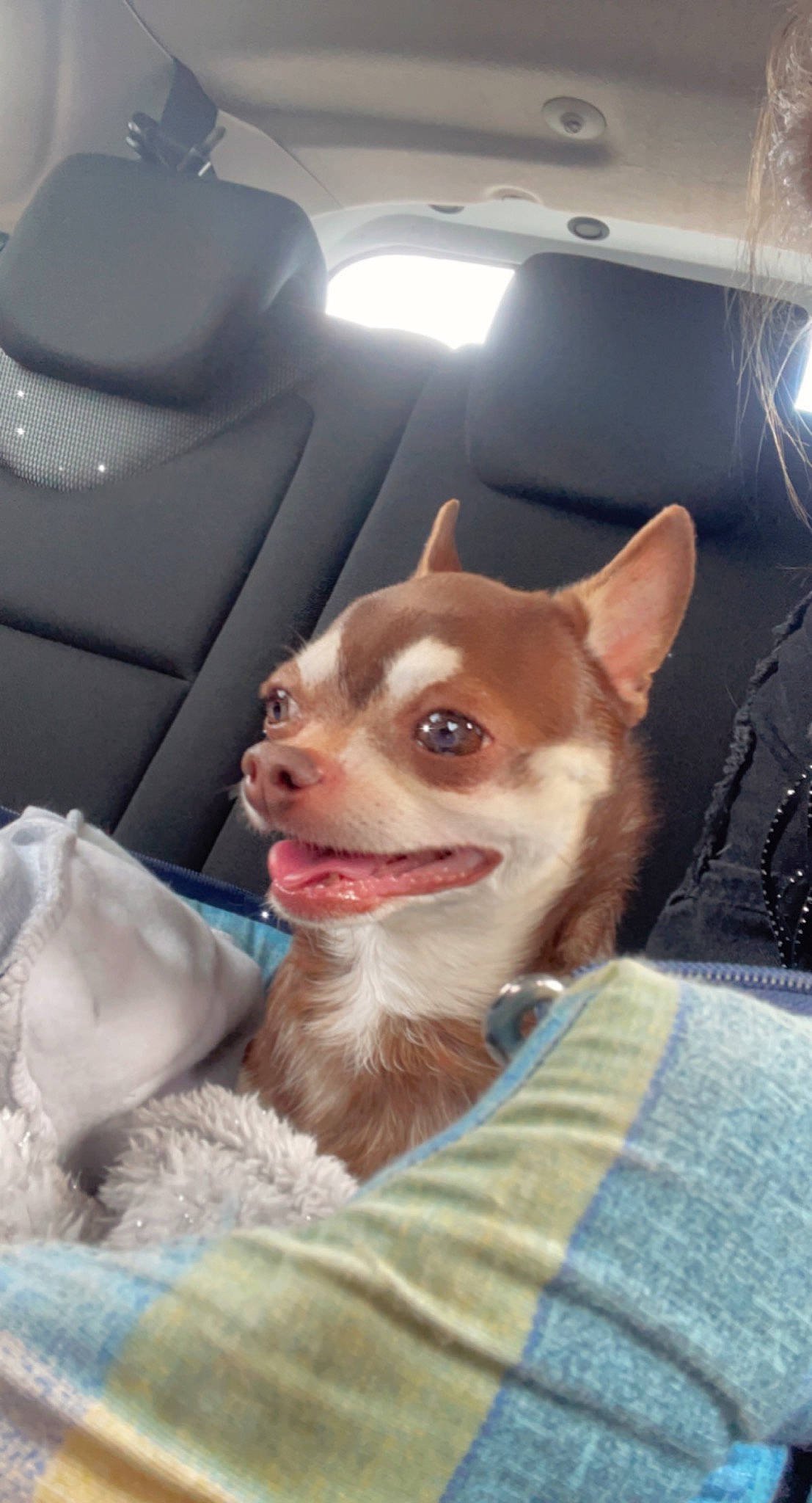 Jack participe au concours pour gagner de l'argent avec cette photo : auto_part, canidae, car, car_seat, car_seat_cover, carnivore, comfort, companion_dog, dog, dog_breed, family_car, fawn, fur, head_restraint, jaw, snout, sporting_group, whiskers, window, working_animal