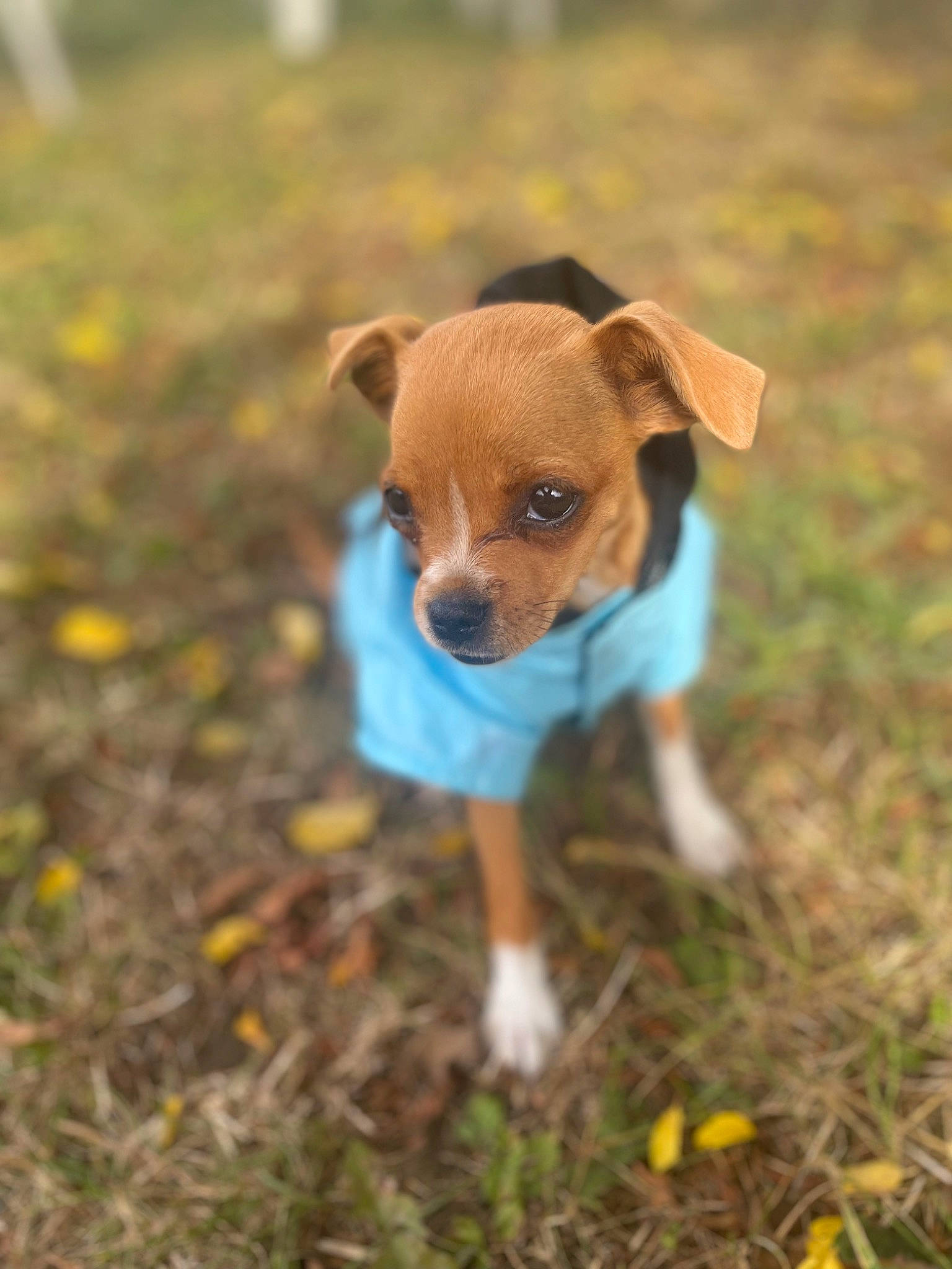 Nugget participe au concours pour gagner de l'argent avec cette photo : canidae, carnivore, companion_dog, dog, dog_breed, fawn, grass, groundcover, landscape, plant, snout, soil, sporting_group, tail, terrestrial_animal, toy, tree, whiskers, wildlife, working_animal