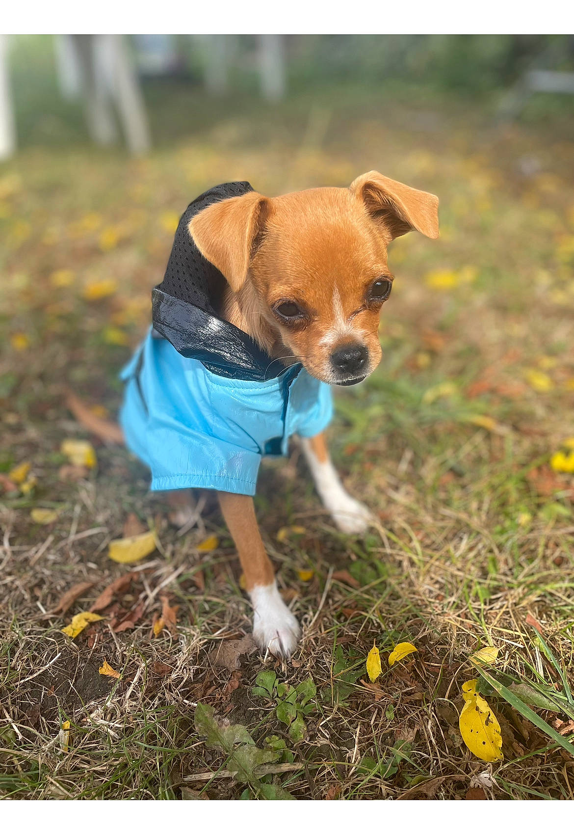 Nugget a rejoint le concours — aidez-le/la à gagner de superbes lots ! canidae, carnivore, companion_dog, dog, dog_breed, dog_clothes, fawn, flower, grass, grassland, plant, prairie, snout, soft_drink, soil, sporting_group, tail, terrestrial_animal, whiskers, working_animal