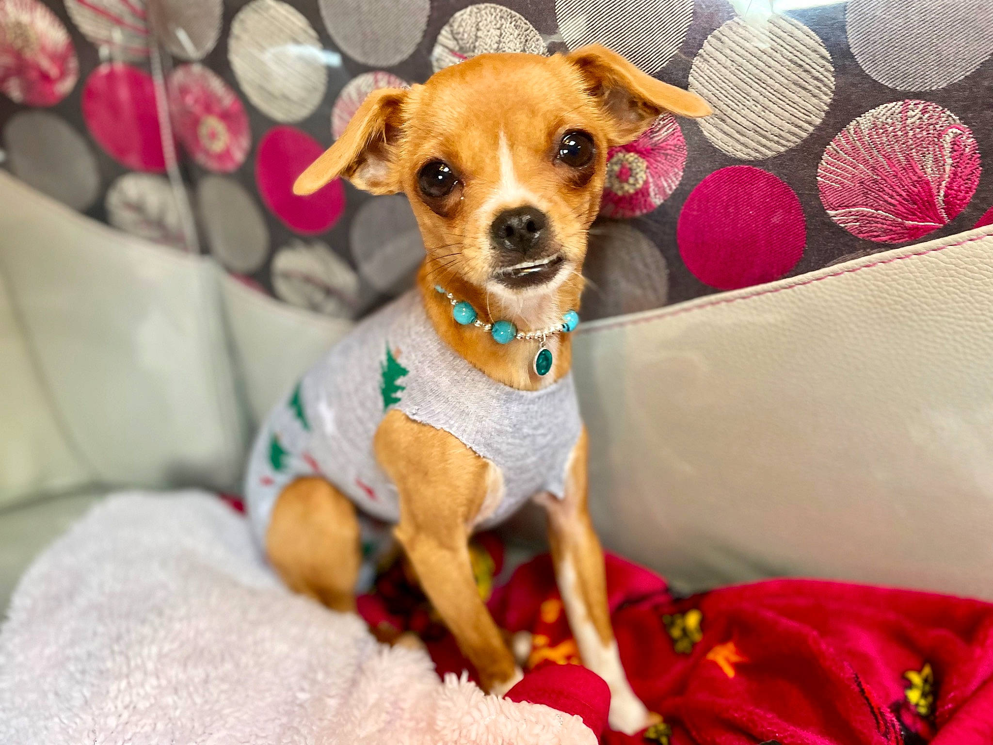 Nugget participe au concours pour gagner de l'argent avec cette photo : carnivore, chair, chihuahua, collar, comfort, companion_dog, couch, dishware, dog, dog_breed, dog_clothes, dog_collar, dog_supply, fawn, pet_supply, snout, sunglasses, tableware, toy_dog, working_animal